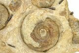 Jurassic Ammonite and Belemnite Cluster - England #279471-3